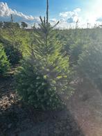 Kerstbomen Picea Omorika, Tuin en Terras, Planten | Bomen, Ophalen, Overige soorten
