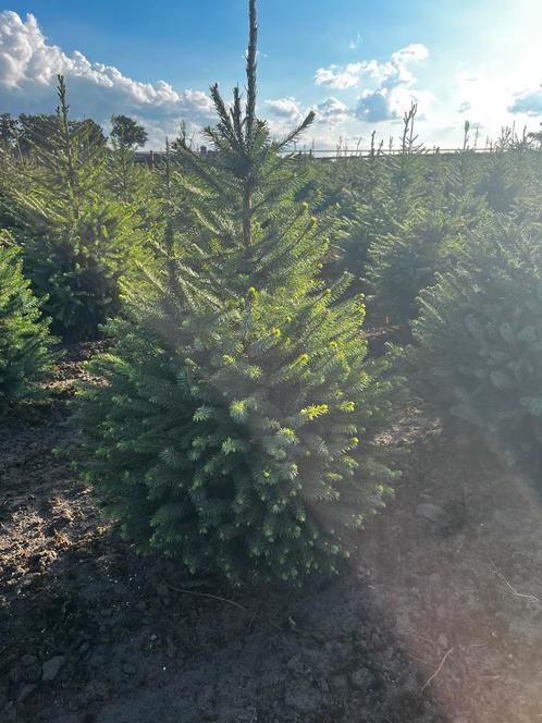 Kerstbomen Picea Omorika, Tuin en Terras, Planten | Bomen, Overige soorten, Ophalen