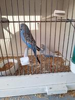 Engelse grasparkieten