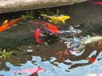 Japanse koi’s, verschillende rassen., Karper of Koi