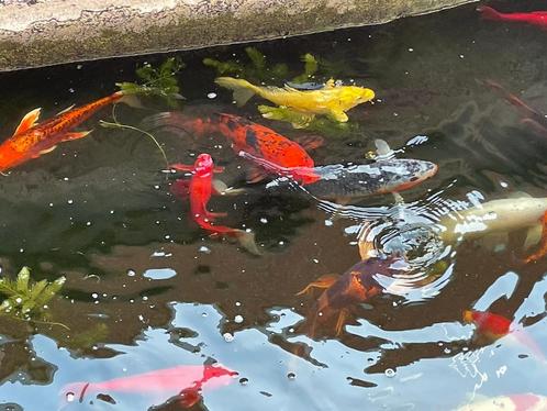 Japanse koi’s, verschillende rassen., Dieren en Toebehoren, Vissen | Vijvervissen, Karper of Koi