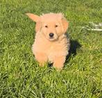 Golden Retriever pups, Dieren en Toebehoren, Honden | Retrievers, Spaniëls en Waterhonden, Golden retriever, België, Reu, CDV (hondenziekte)