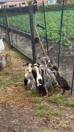 Indische loopeenden, Dieren en Toebehoren, Pluimvee