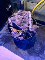 Levende Steen Zee-aquarium, Dieren en Toebehoren, Vissen | Aquaria en Toebehoren, Ophalen, Gebruikt, Plant(en), Steen of Hout