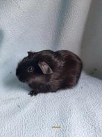 Zwart Engels gekruind cavia beertje, Mannelijk, Cavia, Tam