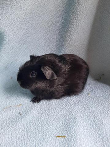 Zwart Engels gekruind cavia beertje, Mâle, Cobaye, Domestique