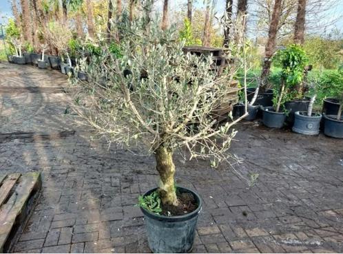 Winterharde olijfbomen 170 à 210 cm vanaf 89,95 euro !!, Tuin en Terras, Planten | Bomen, Olijfboom, Zomer, Ophalen