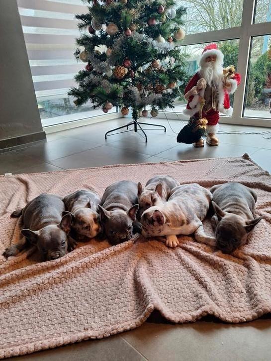 Franse bulldog, Animaux & Accessoires, Chiens | Bouledogues, Pinschers & Molossoïdes, Bouledogue, Éleveur | Professionnel, Plusieurs