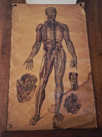 Antieke anatomische kaart : 1842 Bourgery et Jacob  beschikbaar voor biedingen