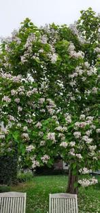 catalpa, Tuin en Terras, In pot, Ophalen of Verzenden