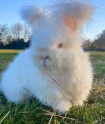 jeune lapin angora anglais aux yeux bleus, Femelle, Taille moyenne, 0 à 2 ans