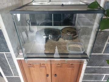 Terarium met kopel phytons beschikbaar voor biedingen