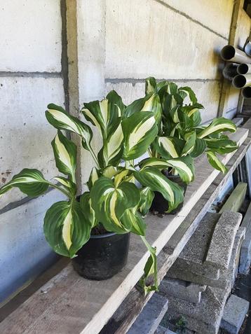 Hosta planten  beschikbaar voor biedingen