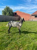 Nubische jaarling hermelijn  bok, Dieren en Toebehoren