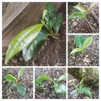 8 zaailingen van palmlaurier, Tuin en Terras, Planten | Struiken en Hagen, Ophalen of Verzenden, Laurier, Haag
