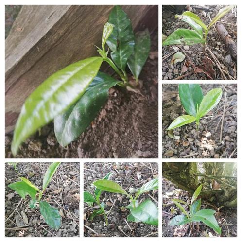 8 zaailingen van palmlaurier, Tuin en Terras, Planten | Struiken en Hagen, Haag, Laurier, Ophalen of Verzenden