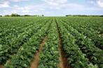 terres à louer, Zakelijke goederen, Landbouw | Onroerend goed, Ophalen, 5 tot 20 ha, Cultuurgrond