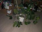 plante Monstera Deliciosa, Maison & Meubles, Plantes d'intérieur, Ombre partielle, En pot, Plante verte, Enlèvement