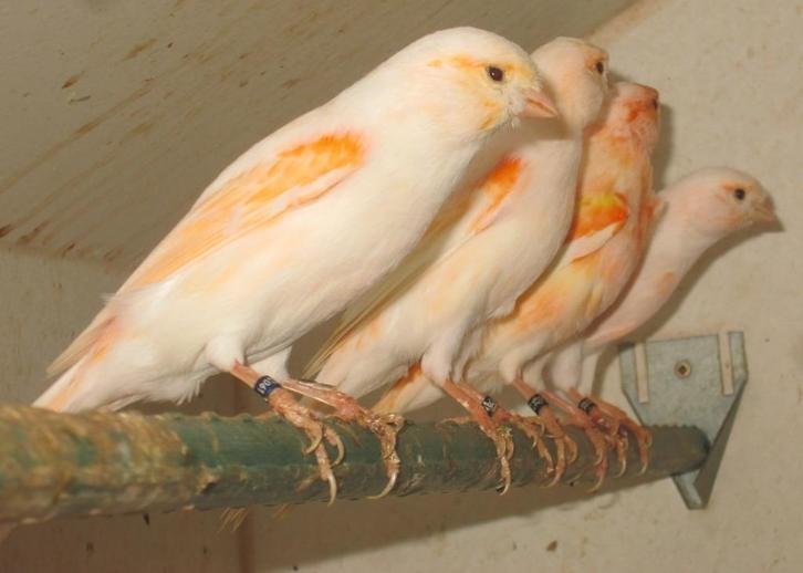 kanaries, Dieren en Toebehoren, Vogels | Kanaries, Kleurkanarie, Meerdere dieren