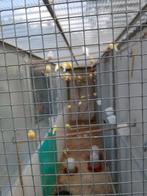 Kanaries 2025, Dieren en Toebehoren