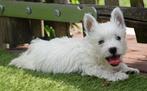 Prachtige West higland white terriër pups (westie pups), Dieren en Toebehoren, België, Overige rassen, CDV (hondenziekte), 8 tot 15 weken