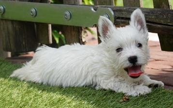 Beaux chiots West Highland White Terrier (chiots Westie), Autres races, Plusieurs, Parvovirose, Belgique
