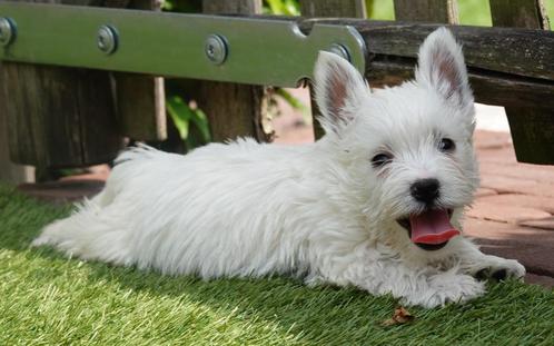 Prachtige West higland white terriër pups (westie pups), Dieren en Toebehoren, Honden | Jack Russells en Terriërs, Meerdere dieren