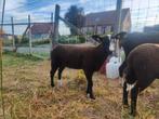 2 zwartbles ramlammeren, Dieren en Toebehoren, Schapen, Geiten en Varkens, Mannelijk, Schaap, 0 tot 2 jaar