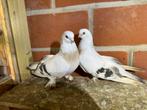 Takla Duiven, Animaux & Accessoires, Oiseaux | Pigeons