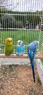 3 perruches avec cage, Animaux & Accessoires, Oiseaux | Perruches & Perroquets