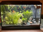 Aquarium guppy’s/platy’s, Dieren en Toebehoren, Vissen | Aquariumvissen