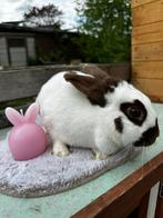 Dwerg-lotharinger voedster, Dieren en Toebehoren, Vrouwelijk, Dwerg, 0 tot 2 jaar