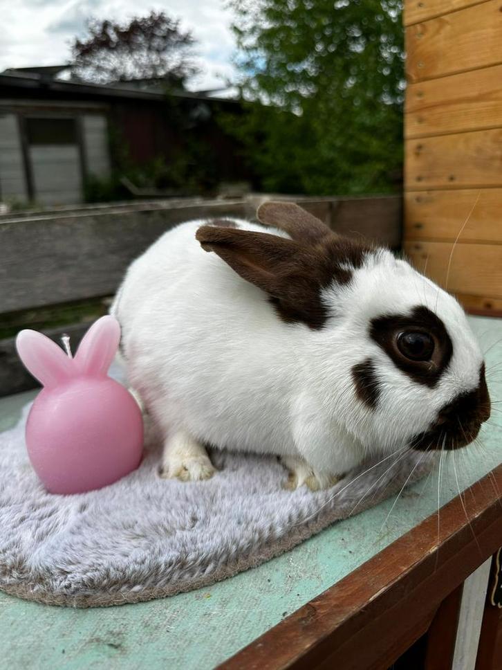 Dwerg-lotharinger voedster, Dieren en Toebehoren, Konijnen, Dwerg, Vrouwelijk, 0 tot 2 jaar