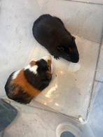 Cavia’s, Animaux & Accessoires, Rongeurs, Mâle, Domestique, Mai, Cobaye