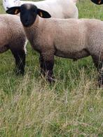 Suffolk ramlam, Dieren en Toebehoren