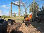 Brahma Patrijs broedeieren, Dieren en Toebehoren, Pluimvee, Meerdere dieren, Kip