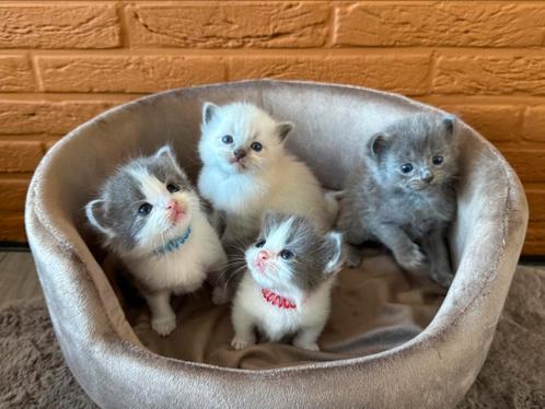 Munchkin kittens zoeken gouden mandje, Dieren en Toebehoren, Katten en Kittens | Overige Katten, Langharig, Kater, 0 tot 2 jaar
