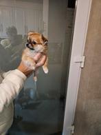 Prachtig kleinblijvend chihuahua meisje ouders aanwezig, Dieren en Toebehoren, Honden | Chihuahua's en Gezelschapshonden, België