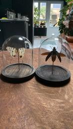 Kever en vlinder onder stolp, Enlèvement