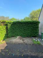 coniferenhaag op te halen in Averbode, Jardin & Terrasse, Plantes | Arbustes & Haies, 100 à 250 cm, Enlèvement, Conifère, Haie