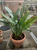 Paradijsvogelplant strelitzia, Huis en Inrichting, Kamerplanten, Ophalen