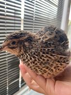 Japanse kwartel hen, Dieren en Toebehoren, Pluimvee