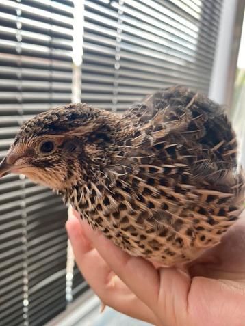 Japanse kwartel hen beschikbaar voor biedingen