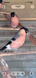 Goudvink mannen 2024, Dieren en Toebehoren, Vogels | Overige Vogels