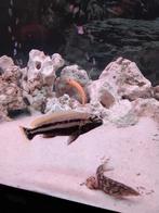 Cichlidés adultes, Animaux & Accessoires, Poissons | Poissons d'aquarium