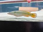 Chrenicichla zebrina 23cm, Dieren en Toebehoren, Vissen | Vijvervissen