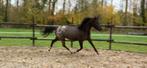4 jarige Nia Domo’s Bolero drachtig van Scampolo, Dieren en Toebehoren, Merrie, Gechipt, Dressuurpony, Zadelmak