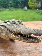 Crocodile, Animaux & Accessoires, Reptiles & Amphibiens