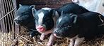 Mini-cochons, Animaux & Accessoires, Plusieurs animaux, Porcs, 0 à 2 ans