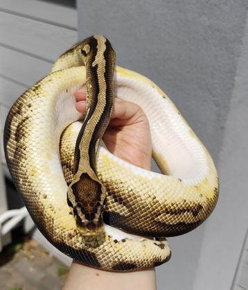 1.1 Python regius  beschikbaar voor biedingen